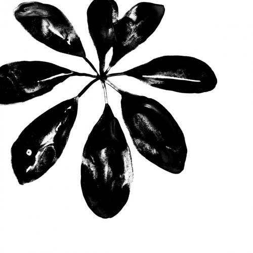 Monochrome Tropic VI Poster Print - June Erica Vess