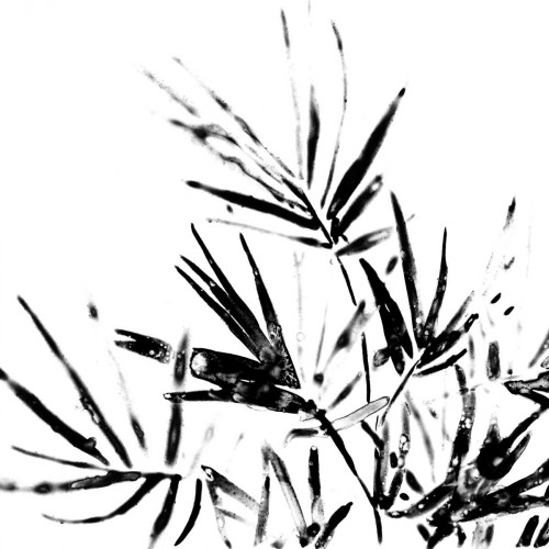 Monochrome Tropic II Poster Print - June Erica Vess