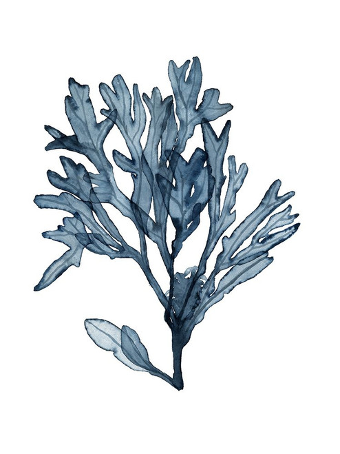 Seaweed Specimens on White II Poster Print - Naomi McCavitt
