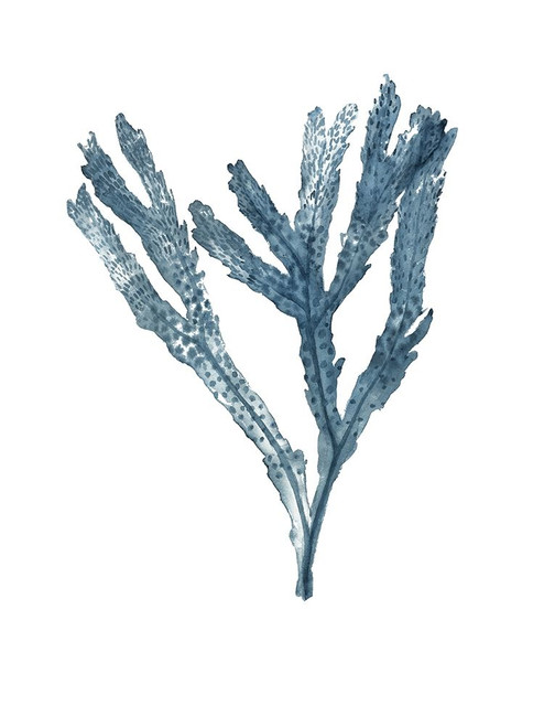 Seaweed Specimens on White I Poster Print - Naomi McCavitt