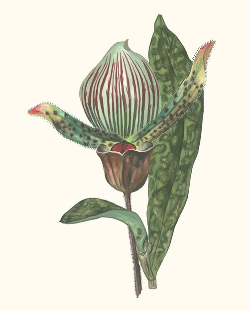 Orchid Display III Poster Print - Melissa Wang