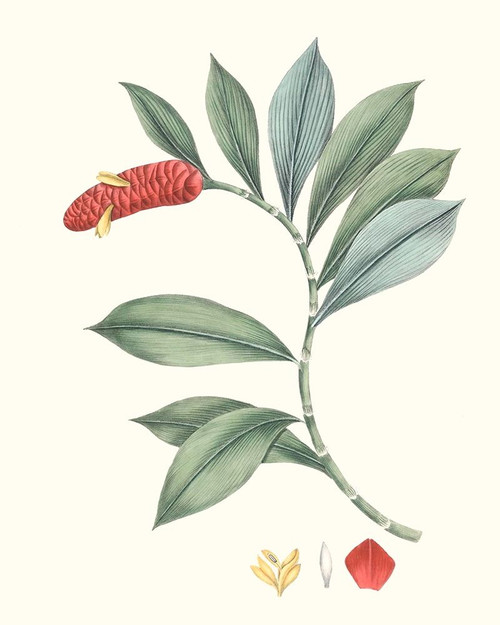 Soft Tropical VI Poster Print - George Smith