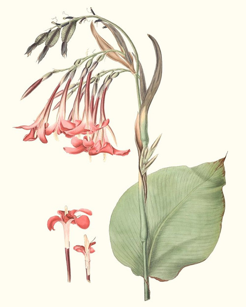 Soft Tropical III Poster Print - George Smith