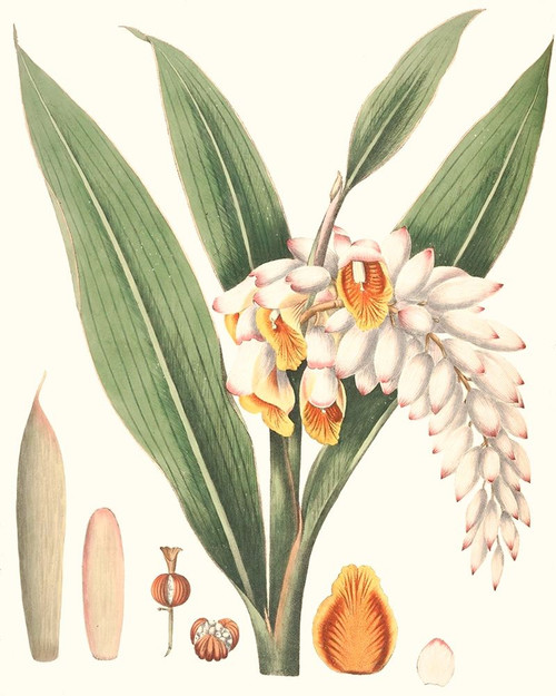 Soft Tropical I Poster Print - George Smith