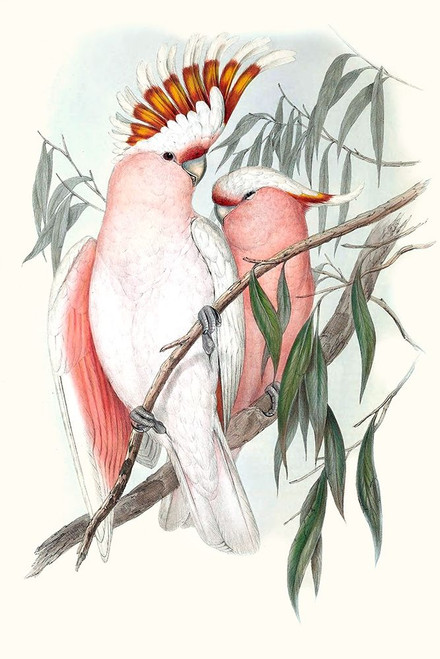 Pastel Parrots I Poster Print - John Gould