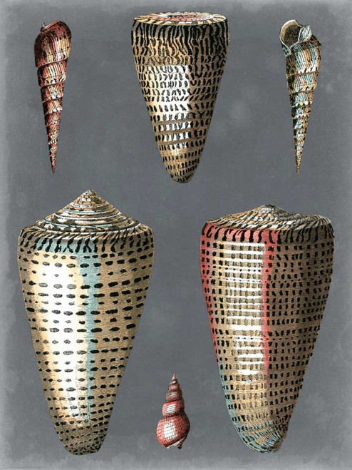 Midnight Shells I Poster Print - Pierre Redoute