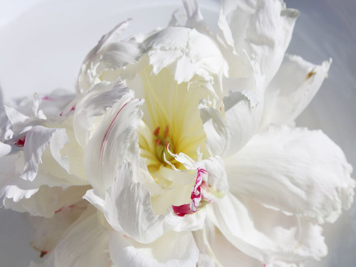 Breathless IV Poster Print - Irena Orlov