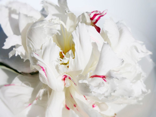 Breathless I Poster Print - Irena Orlov