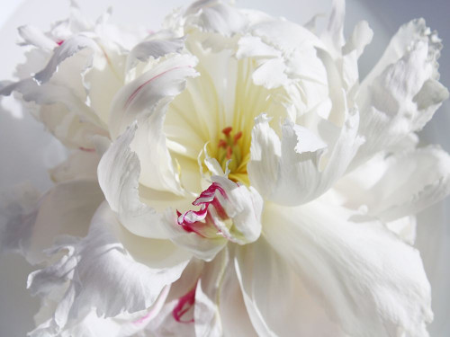 Breathless V Poster Print - Irena Orlov