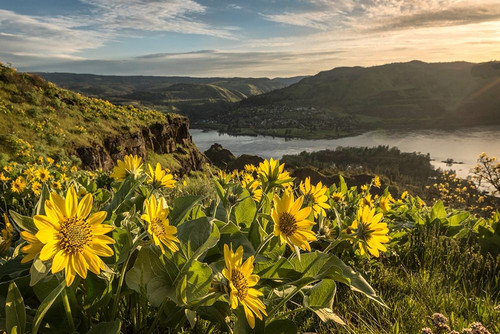 Soaking Up the Sun Poster Print - Danny Head