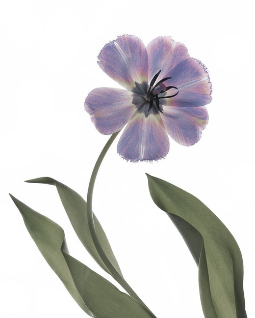 Xray Tulip X Poster Print - Judy Stalus