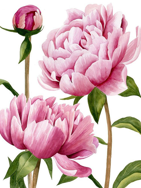 Winsome Peonies I Poster Print - Grace Popp