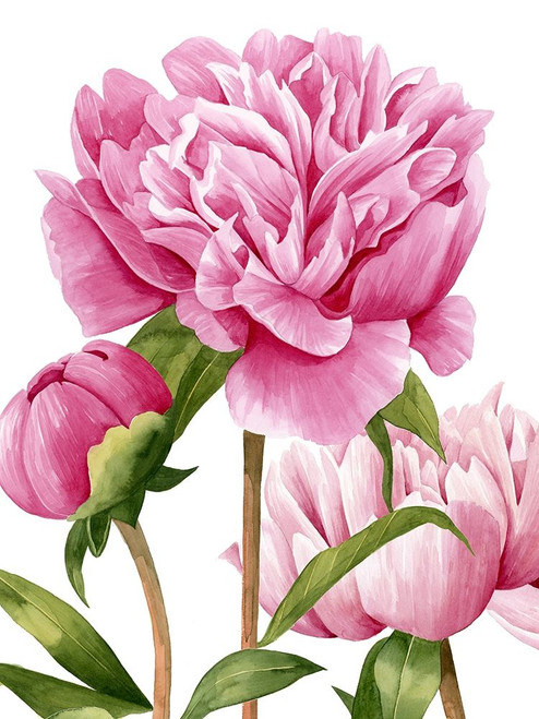 Winsome Peonies II Poster Print - Grace Popp