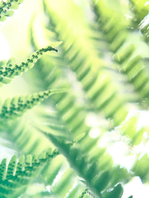 Fern Glow VI Poster Print - Jason Johnson