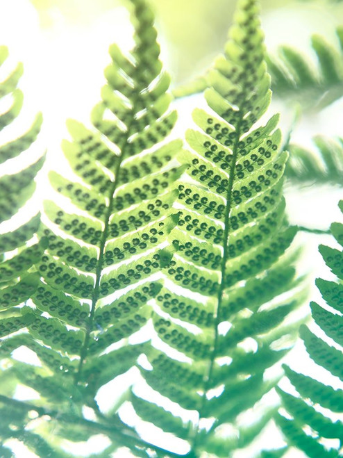 Fern Glow IV Poster Print - Jason Johnson