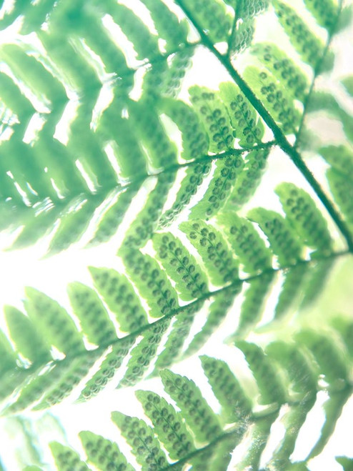 Fern Glow III Poster Print - Jason Johnson