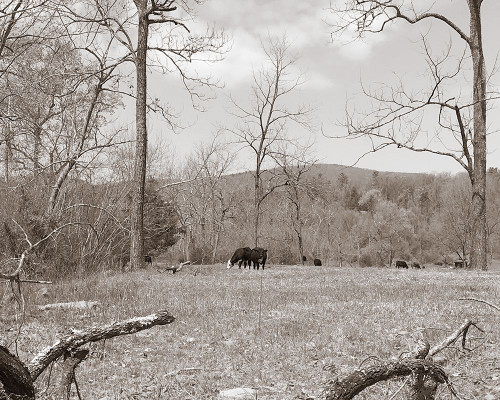 Sepia Farm Study II Poster Print - Alicia Ludwig