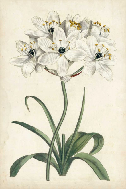 Ivory Garden V Poster Print - Curtis