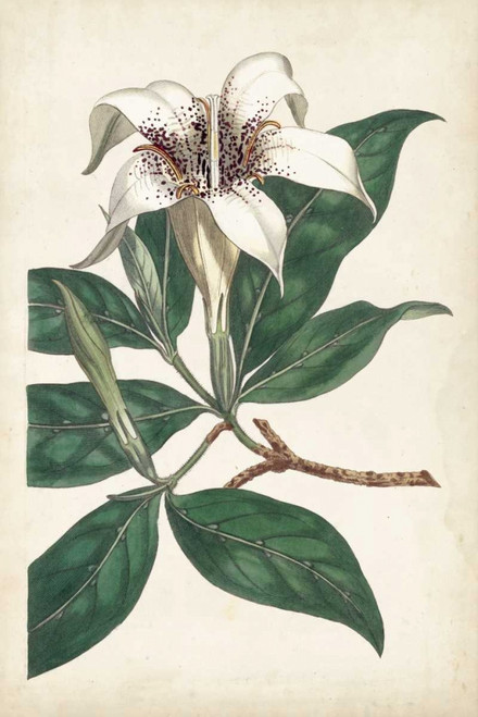Ivory Garden I Poster Print - Curtis