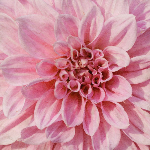 Wall Flower VII Poster Print - Alonzo Saunders