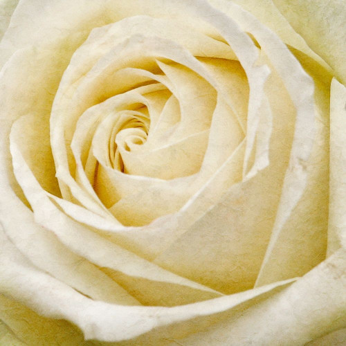 Wall Flower III Poster Print - Alonzo Saunders