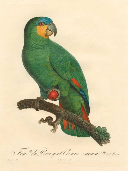 Barraband Parrot, PL 110 Poster Print - Barraband