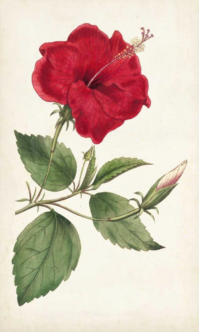 Curtis Garden Beauties III Poster Print - Curtis