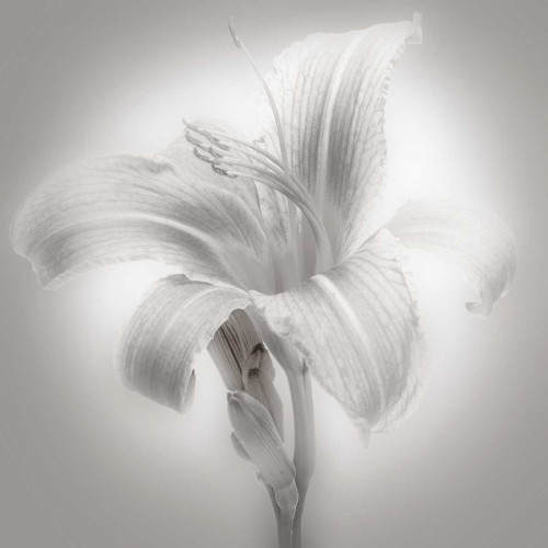 Tiger Lily II Poster Print - James McLoughlin