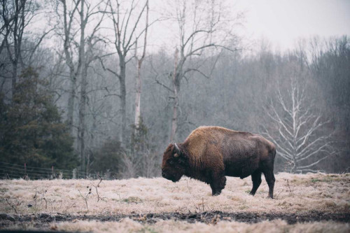 Solitary Bison I Poster Print - Adam Mead