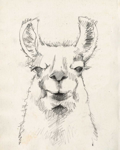 Llama Portrait II Poster Print - Jennifer Goldberger