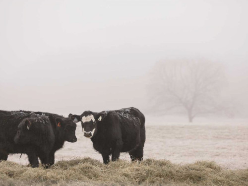 Farm Study I Poster Print - Adam Mead
