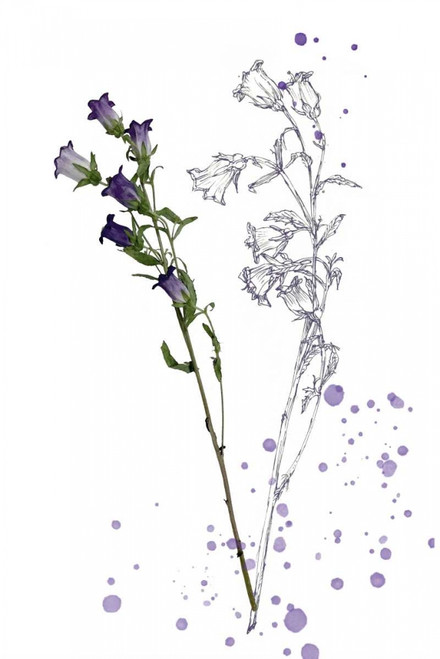 Botany Flower II Poster Print - Melissa Wang