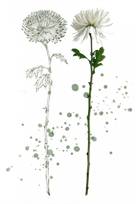Botany Flower IV Poster Print - Melissa Wang