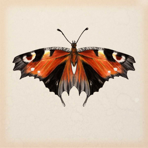 Butterfly Study V Poster Print - Melissa Wang