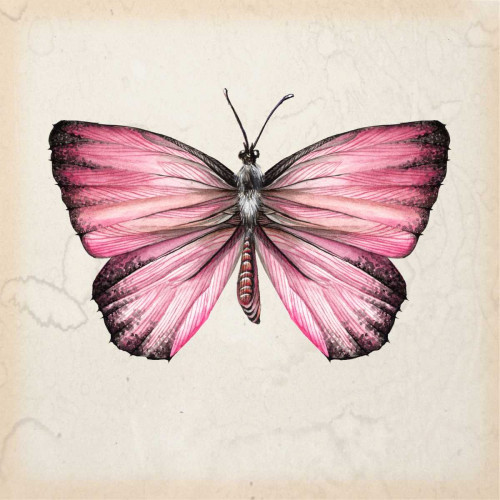 Butterfly Study IV Poster Print - Melissa Wang