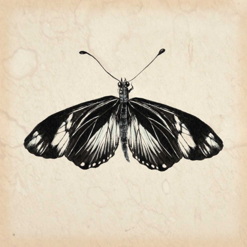 Butterfly Study VI Poster Print - Melissa Wang