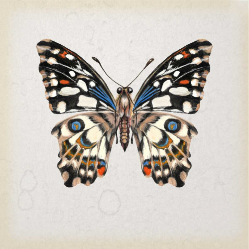 Butterfly Study II Poster Print - Melissa Wang