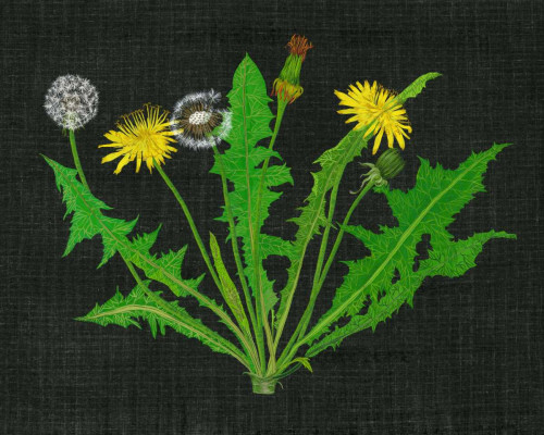 Wild Dandelion I Poster Print - Melissa Wang