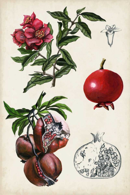 Pomegranate Composition II Poster Print - Naomi McCavitt