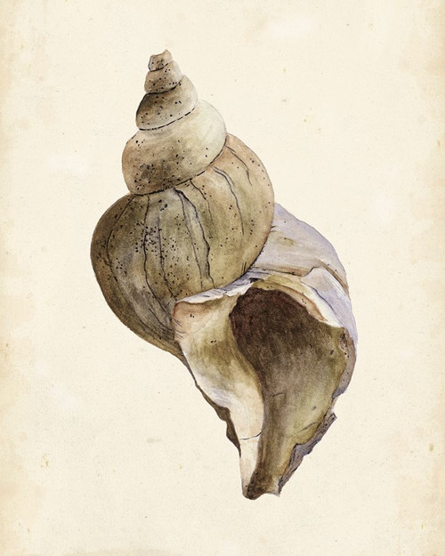 Watercolor Seashell II Poster Print - Melissa Wang