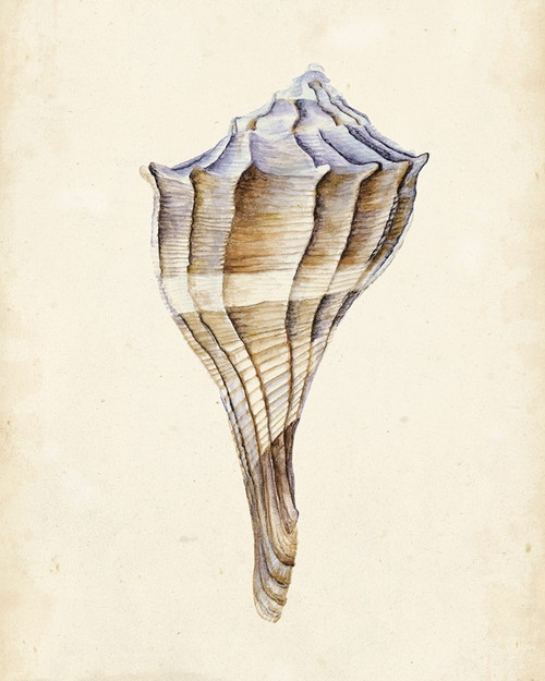 Watercolor Seashell I Poster Print - Melissa Wang