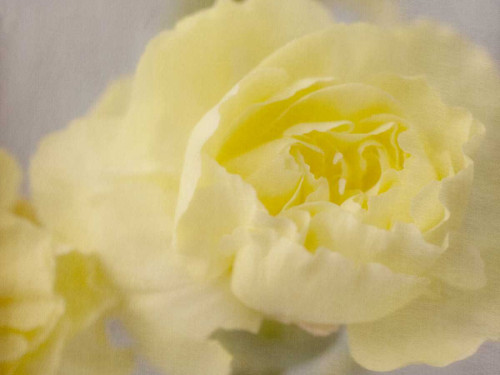 Rose Whisper III Poster Print - Judy Stalus