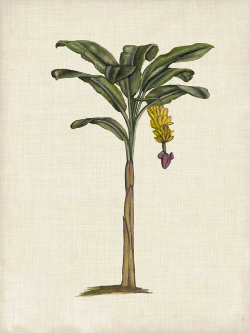 British Palms III Poster Print - Naomi McCavitt