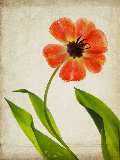 Parchment Flowers V Poster Print - Judy Stalus