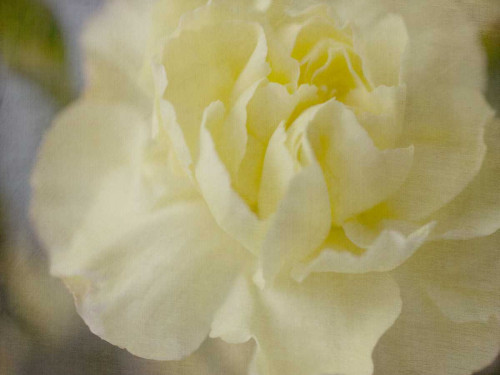 Rose Whisper I Poster Print - Judy Stalus