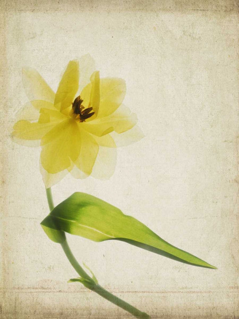 Parchment Flowers VII Poster Print - Judy Stalus
