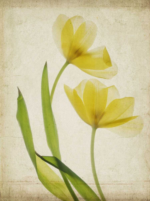 Parchment Flowers IV Poster Print - Judy Stalus