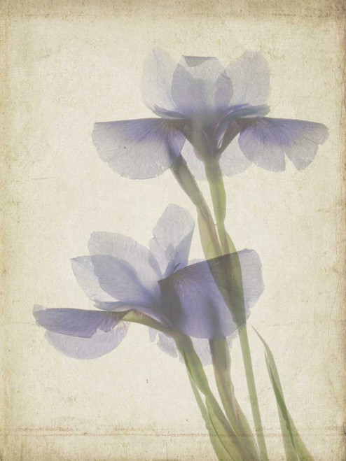 Parchment Flowers VIII Poster Print - Judy Stalus