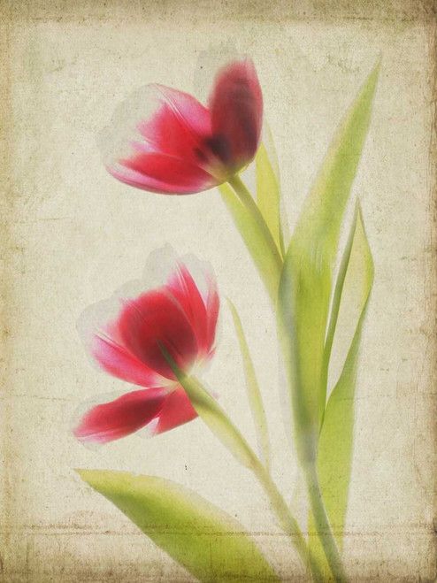 Parchment Flowers III Poster Print - Judy Stalus