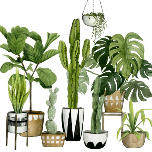 Plant Haven I Poster Print - Grace Popp